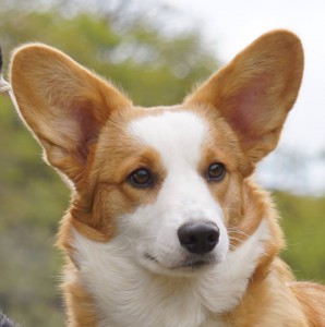20729297_1611550692212627_8661805898003320619_n.jpg